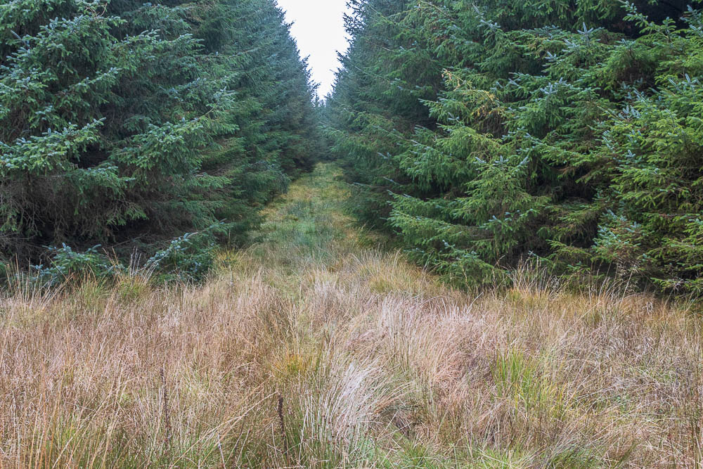 Bower Wood